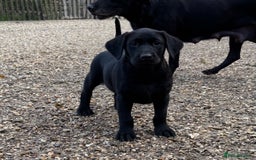 Labrador Retriever dogs for sale: Labrador Retriever puppies for  sale - Advert 7