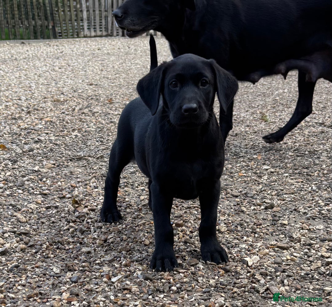 Labrador Retriever dogs for sale: Labrador Retriever puppies for  sale - Advert 7