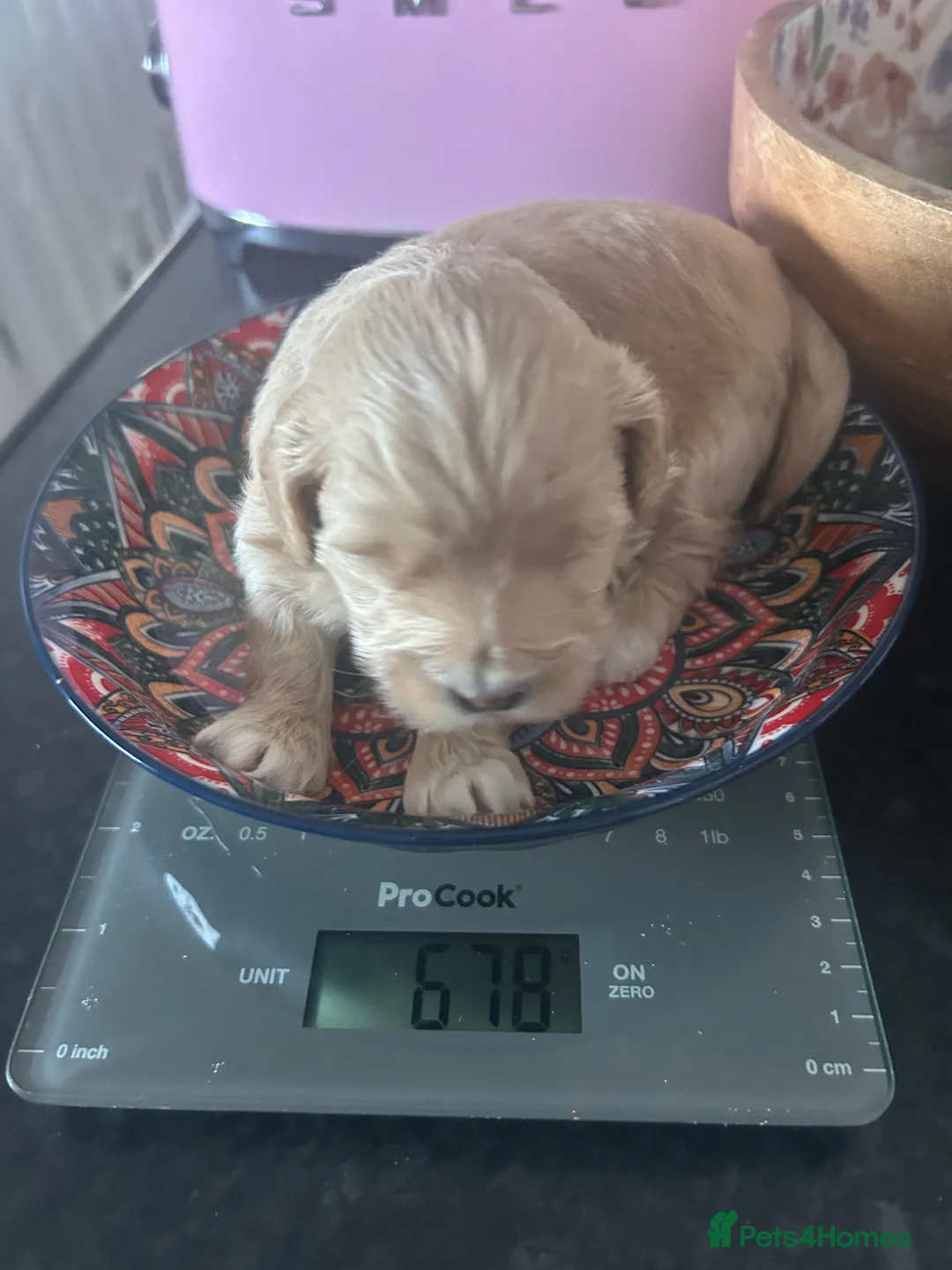 Maltipoo dogs for sale: Maltipoo F1 in Clacton-on-Sea - Advert 4
