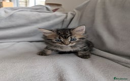 Ragdoll cats for sale: Tabby or black Ragdoll x kittens - Image 31