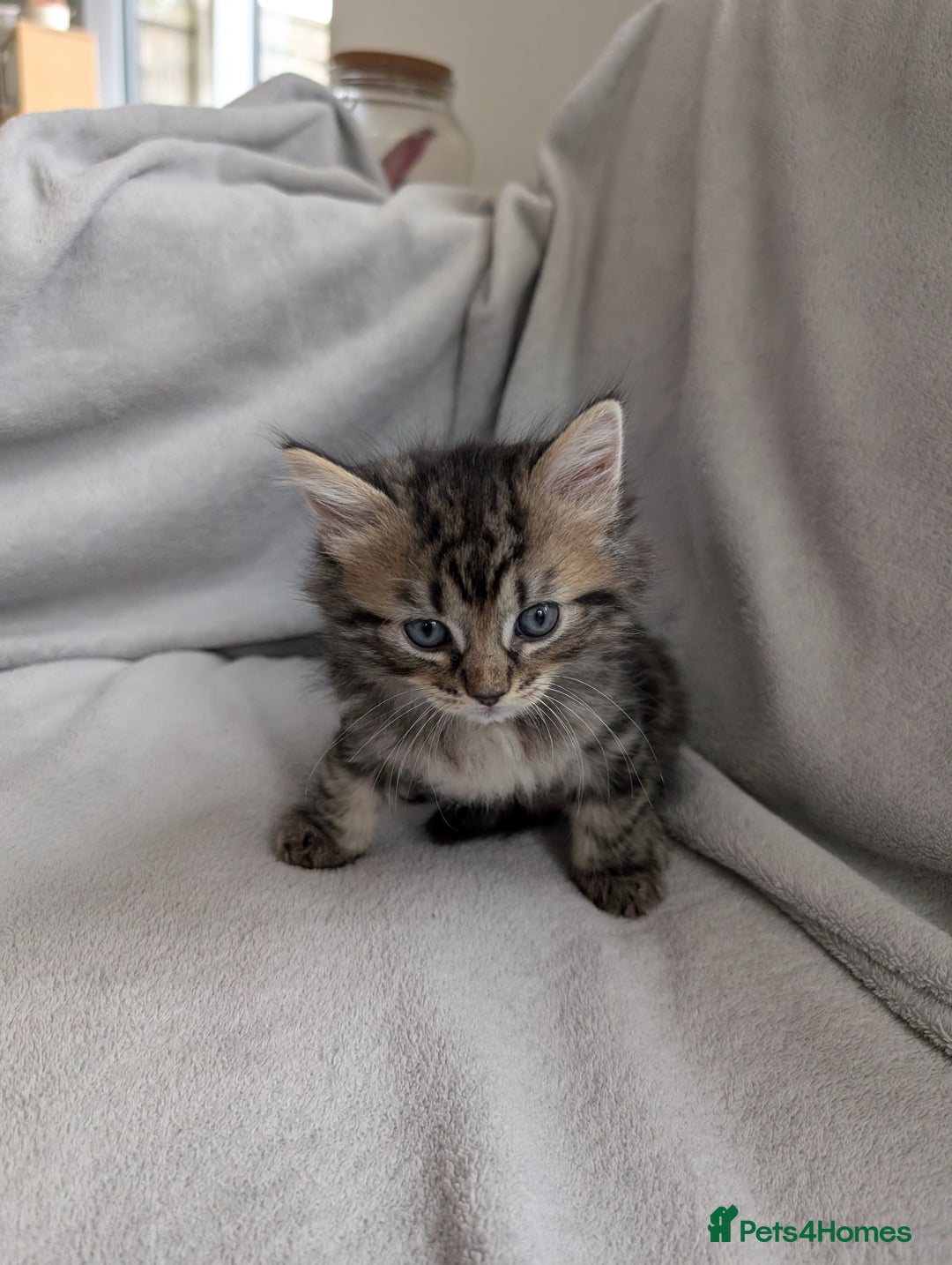 Ragdoll cats for sale: Tabby or black Ragdoll x kittens - Image 31