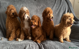 Poochon dogs for sale: Gorgeous Red Toy Poochon Pups fully health tested - Image 1