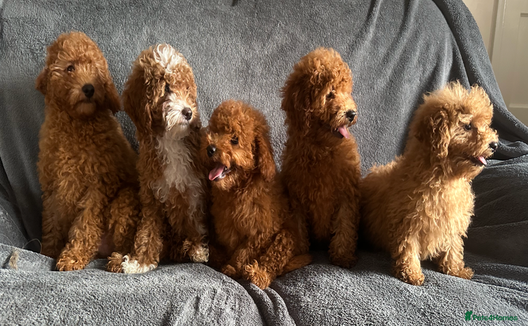 Poochon dogs - Advert 1