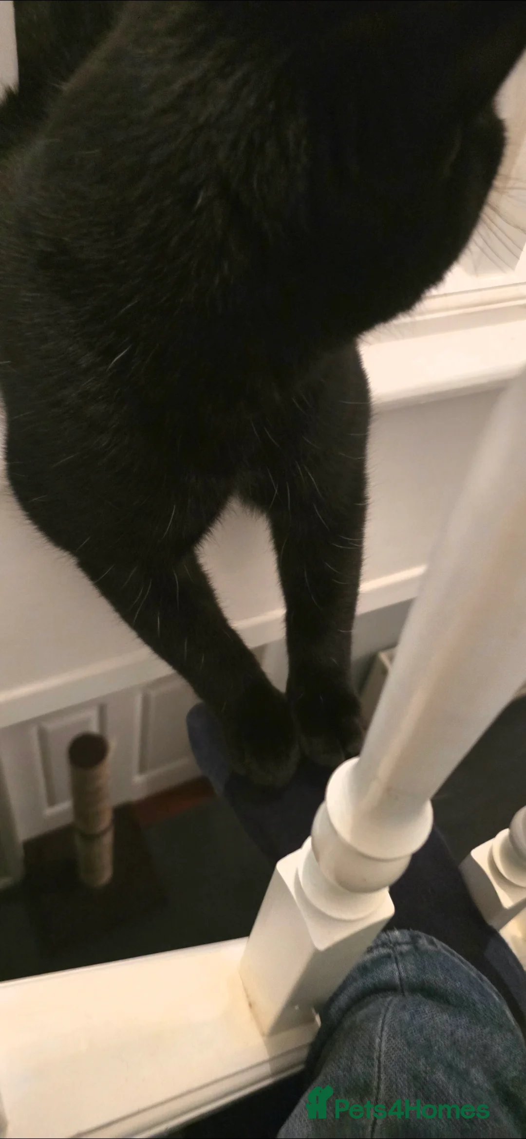 British Shorthair cats for sale: Black British short hair kitten - Advert 5