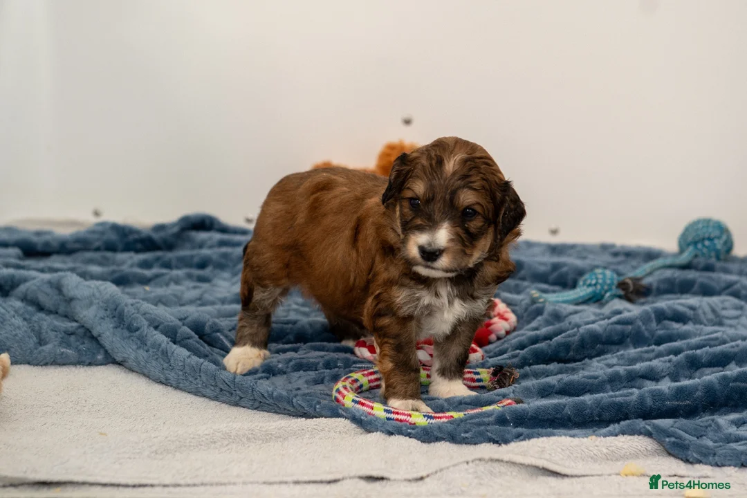 Bernedoodle dogs for sale: Waiting List - F1 Mini - Advert 6