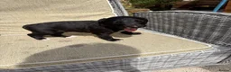 Lurcher dogs for sale: Fabulous lurcher pups  - Advert 13