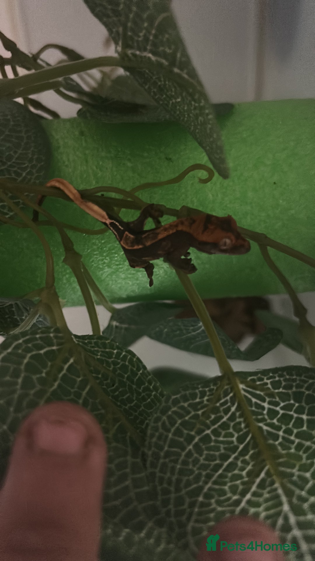 Gecko reptiles for sale: Crested geckos  - Image 2