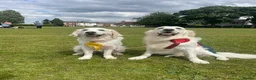 Golden Retriever dogs for sale: KC reg Golden retriever puppies 5* licence - Advert 14
