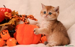 British Shorthair cats for sale: British SH and LH available  - Image 10