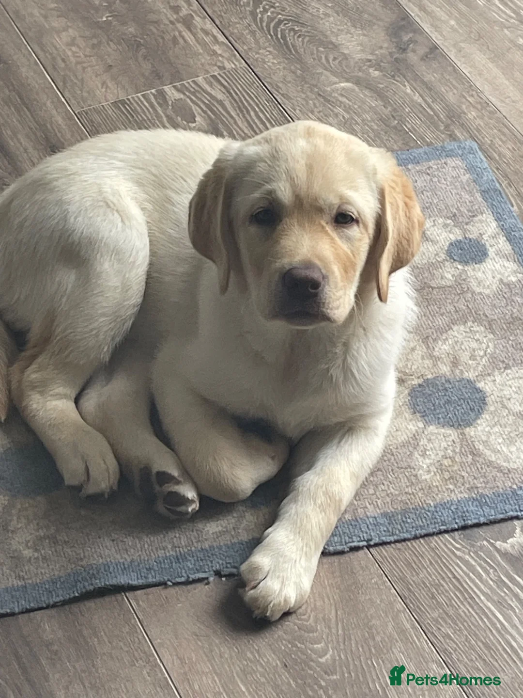 Labrador Retriever dogs for sale: For Sale Yellow Labrador Retriever female - Advert 2
