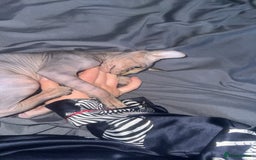 Sphynx cats for sale: Male kitten  - Image 1