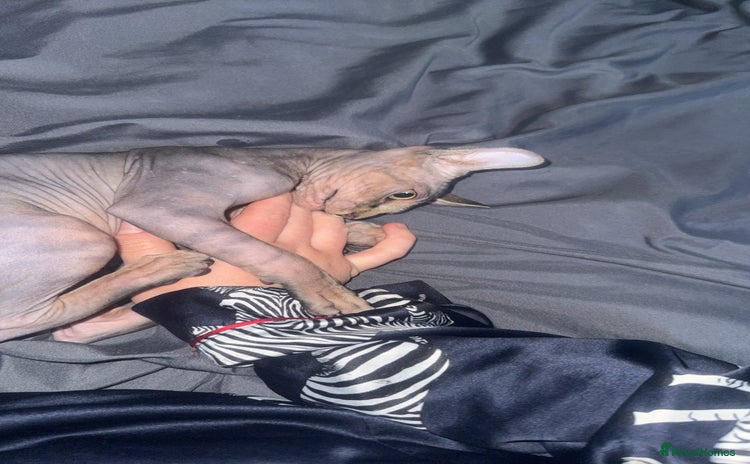 Sphynx cats - Advert 3