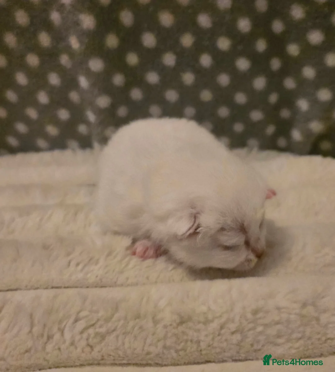 British Shorthair cats for sale: Beautiful unusual Pure British shorthair kittens - Advert 16