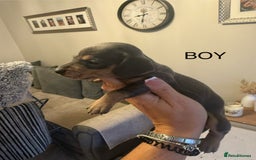Dachshund dogs for sale: Beautiful litter of Dachshund puppies  - Image 1