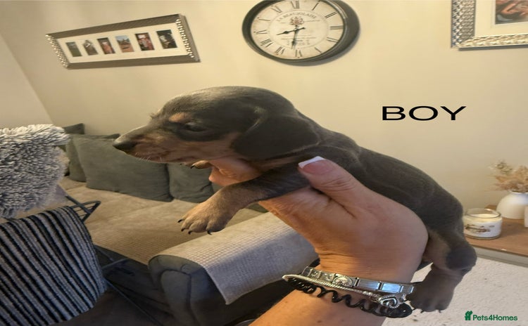 Dachshund dogs - Advert 1