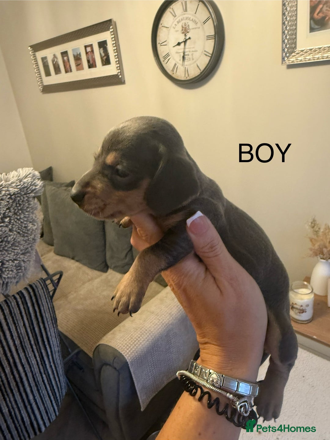 Dachshund dogs for sale: Beautiful litter of Dachshund puppies  - Image 1