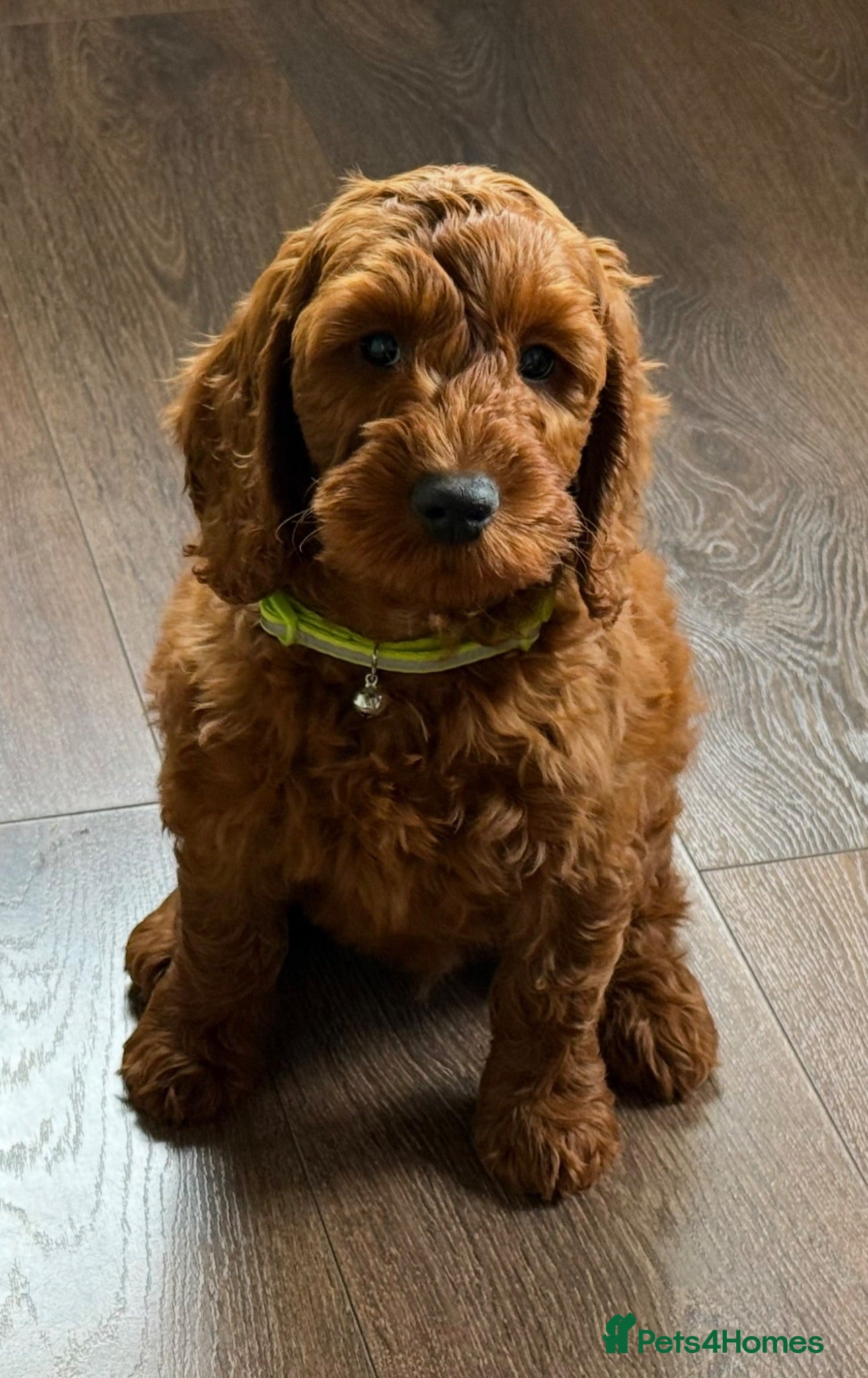 Irish Doodle dogs 🐾 Irish doodles 🐾 1 boy left  - Advert 1