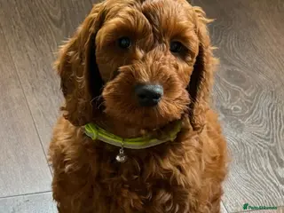 Irish Doodle dogs 🐾 Irish doodles 🐾 1 boy left - Advert 16