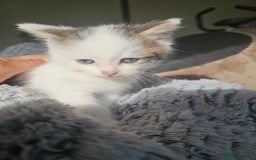 Russian Blue cats for sale: Lovley Russian blue  - Image 17