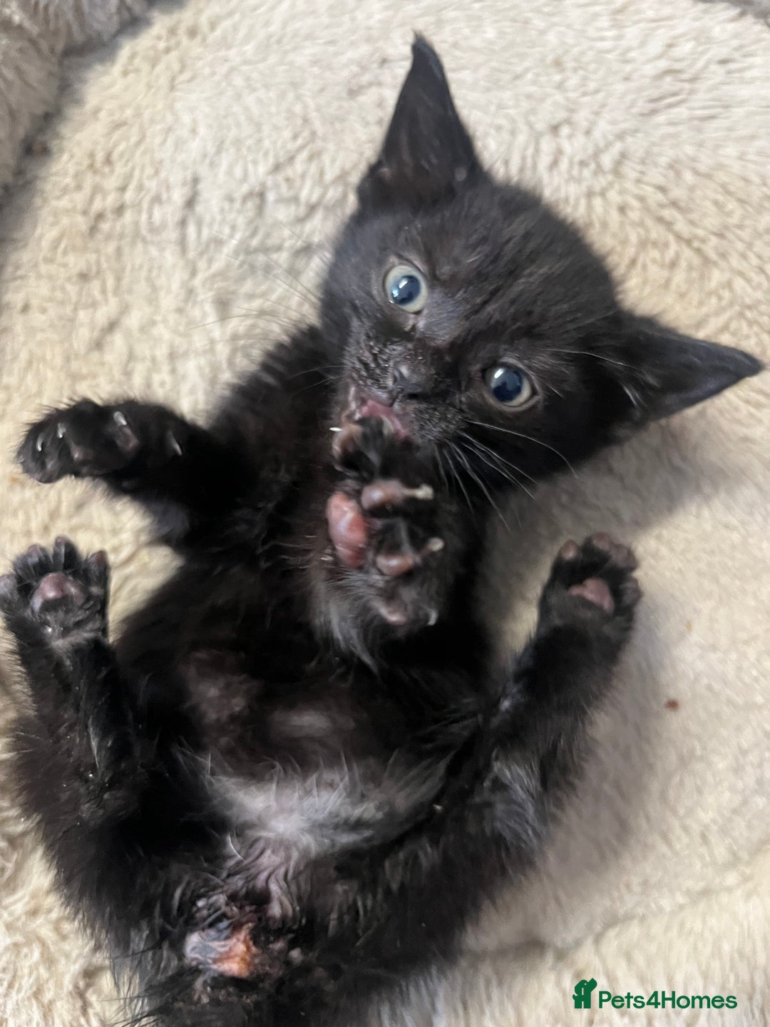 Mixed Breed cats for sale: 6 Week old Gorgeous kitten  - Advert 2