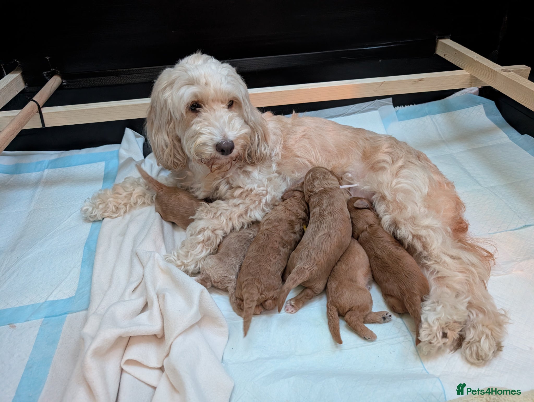 Cockapoo dogs Cockapoo puppies F1B  - Advert 2