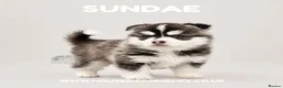 Pomsky dogs for sale: F4 Pomsky Puppies  - Advert 22