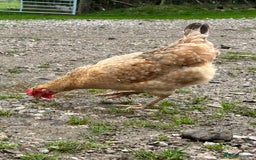 Chickens poultry for sale: Brown and blue egg layers  - Image 3