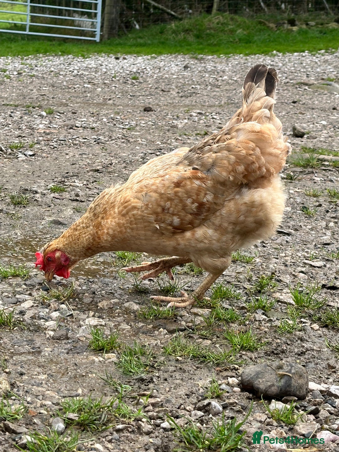 Chickens poultry for sale: Brown and blue egg layers  - Image 3