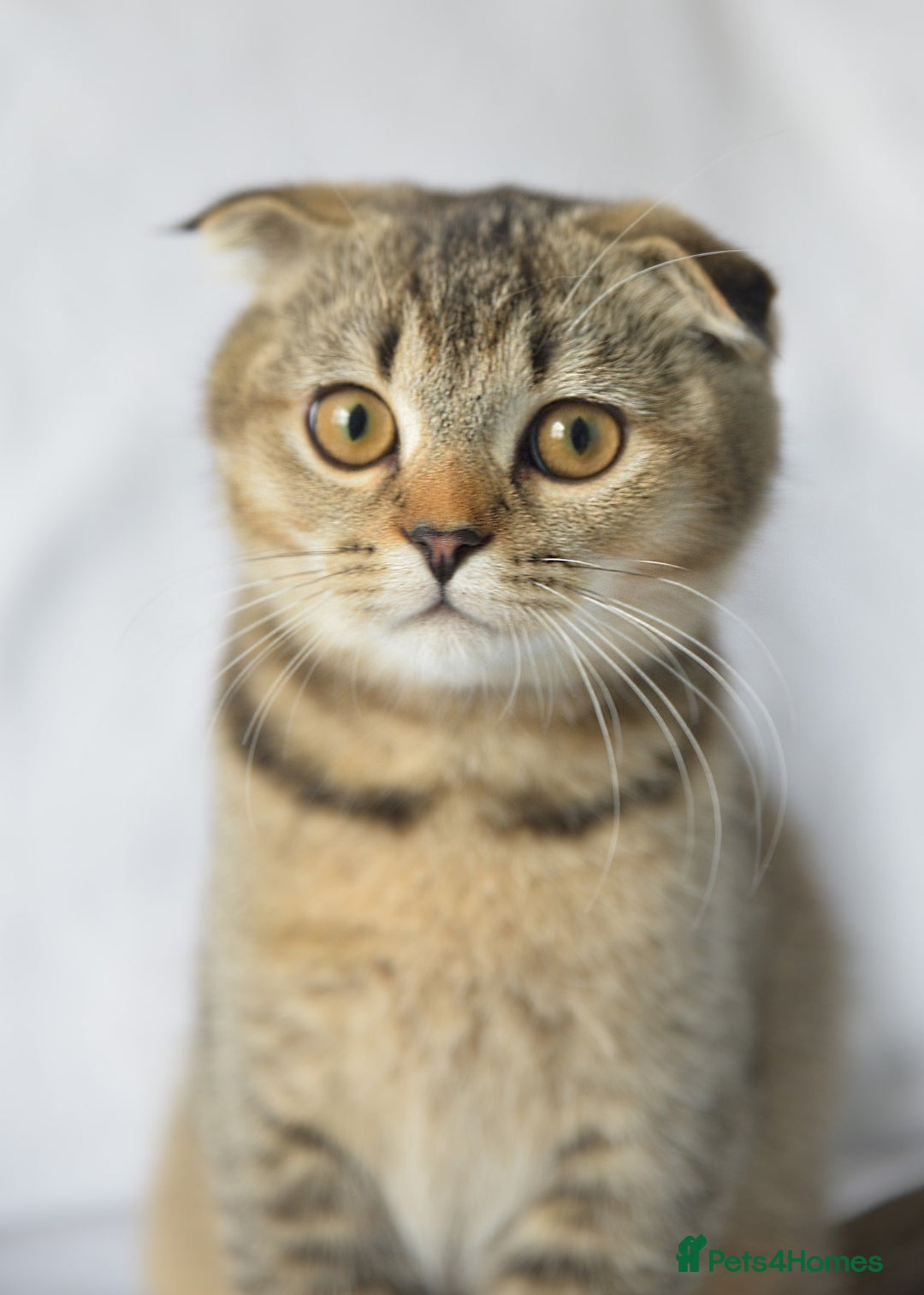 Scottish Fold cats for sale: Scottish fold kittens 3 left - Image 6