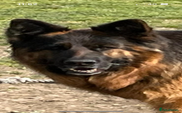 German Shepherd dogs for sale: Stunning Pedigree German Shepherd Puppies - Image 28