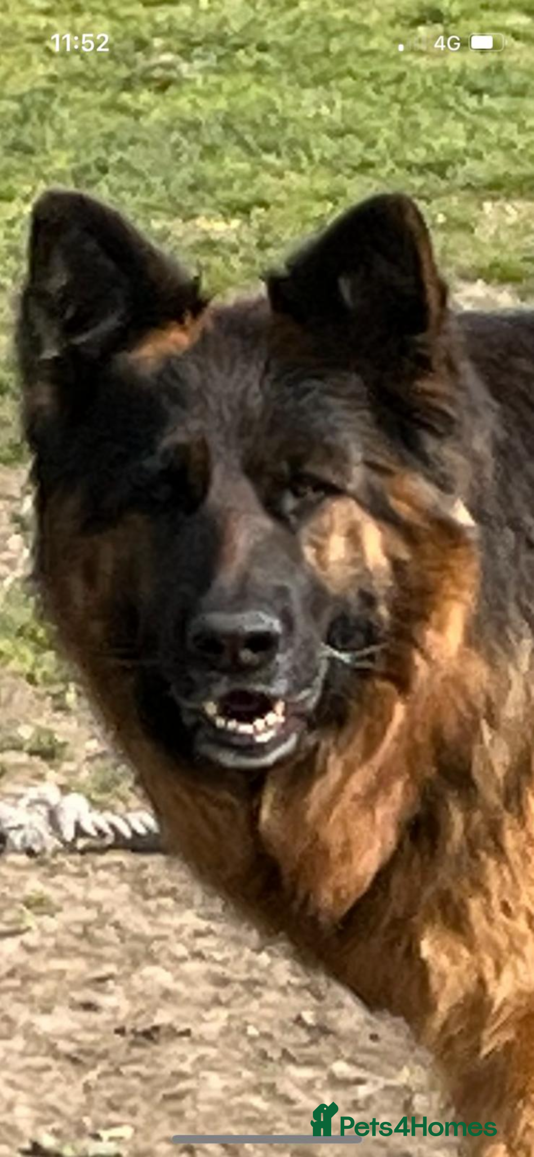 German Shepherd dogs for sale: Stunning Pedigree German Shepherd Puppies - Image 28