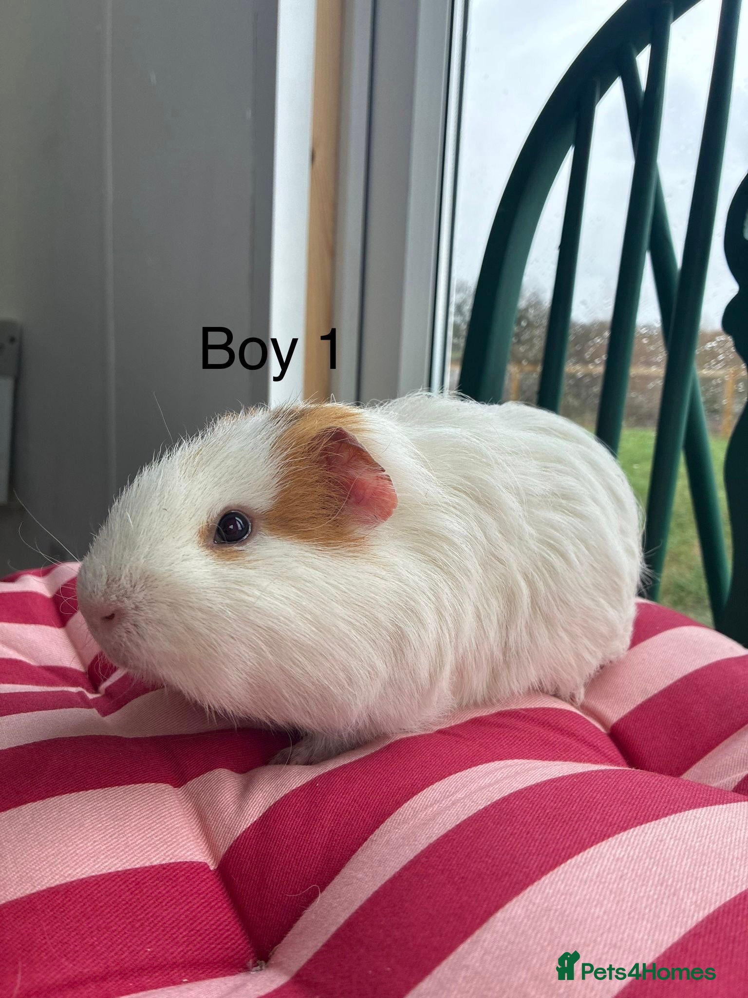 Guinea Pig rodents Baby guinea pigs for sale  - Advert 1