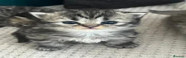 Persian 