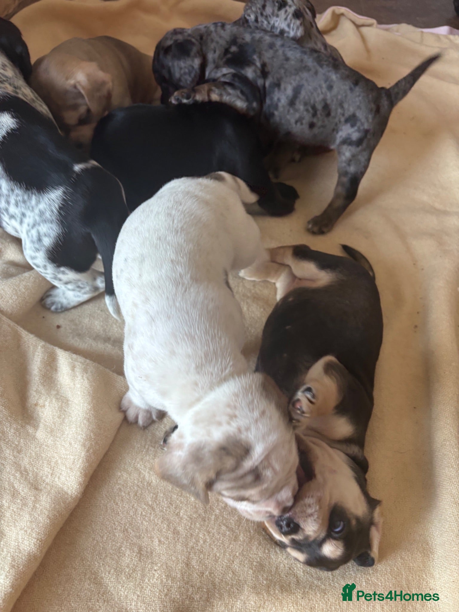 Mixed Breed dogs show cocker spaniel x french bulldog mix pups - Advert 13