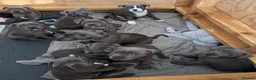 Staffordshire Bull Terrier dogs for sale: Beautiful Pure English Blue Staffys pups for sale - Advert 2