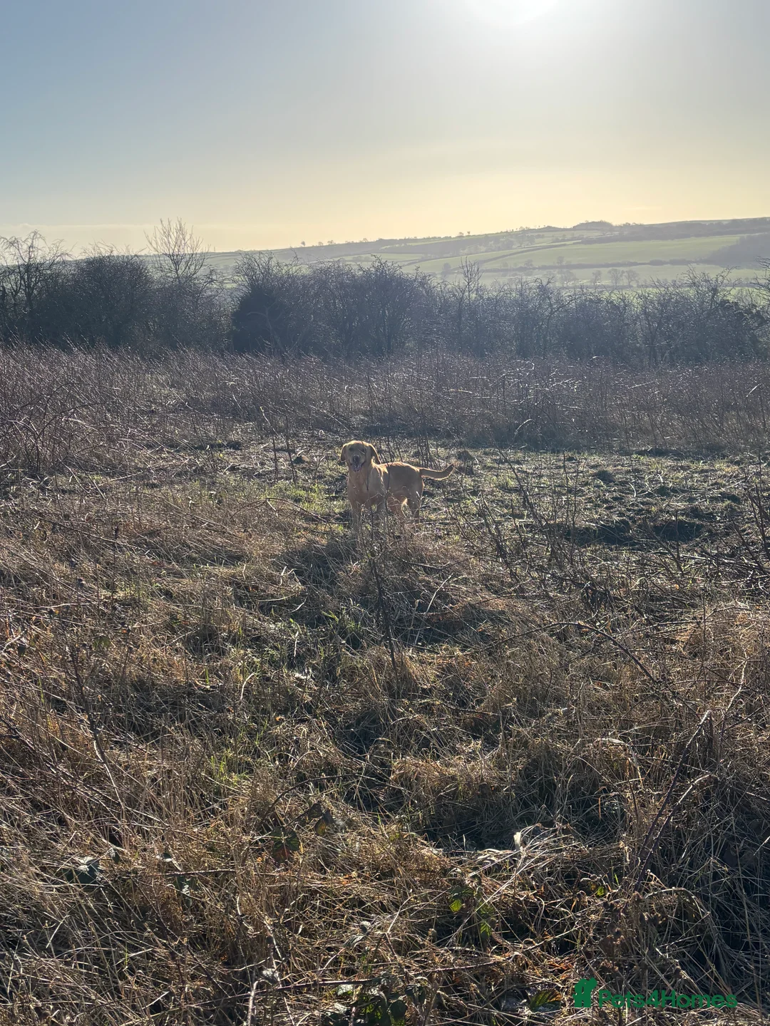 Labrador Retriever dogs for sale: Kc reg Labrador bitch - Advert 11