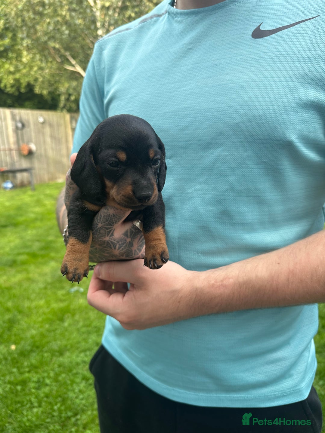Miniature Dachshund dogs for sale: Miniature daschound - Image 4