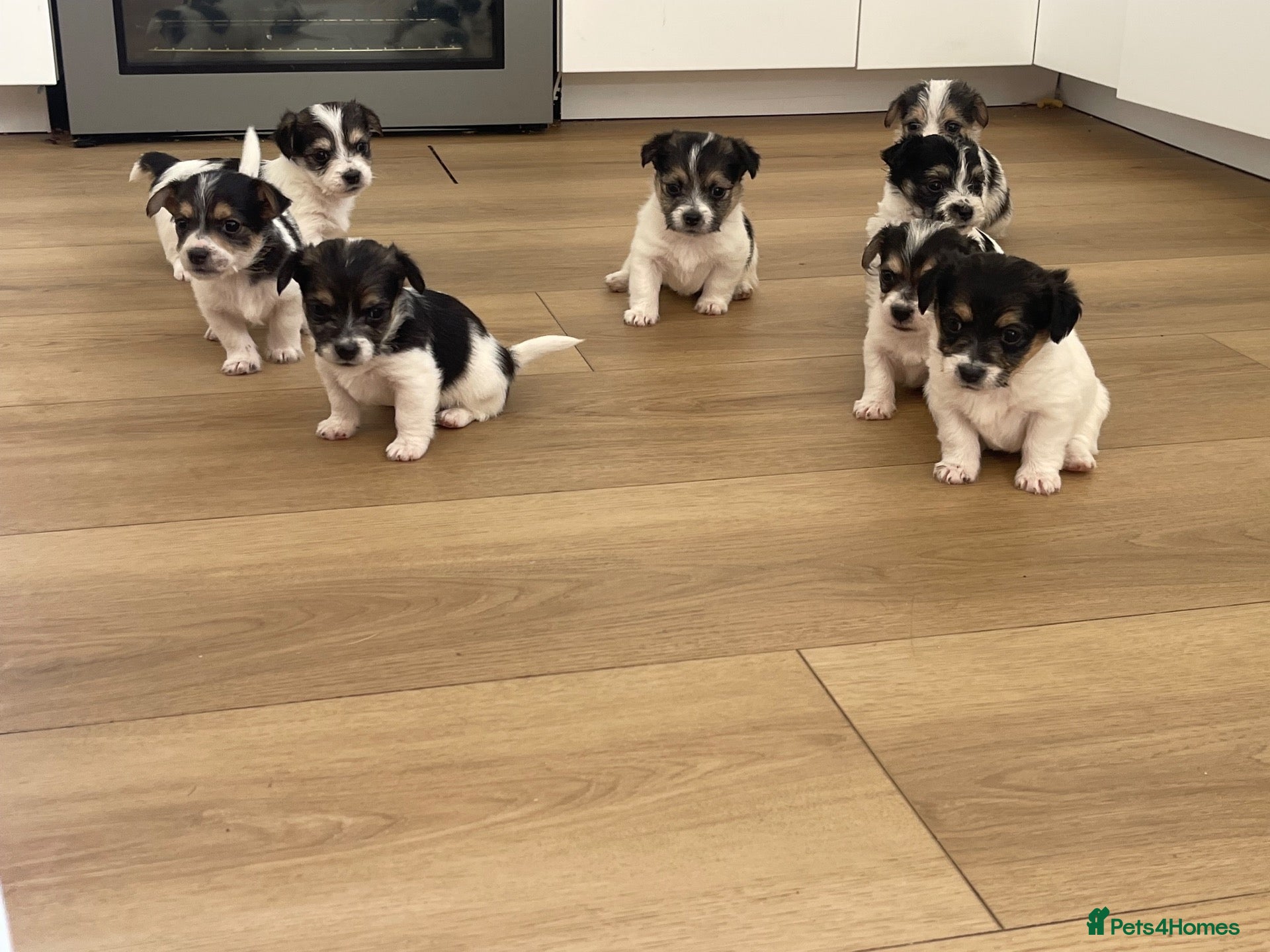 Mixed Breed dogs Litter of Sealyham cross cairn terrier puppies  - Advert 1