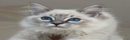Ragdoll cats for stud: *stud*Gccf & tica entire active bluepoint ragdoll - Advert 6