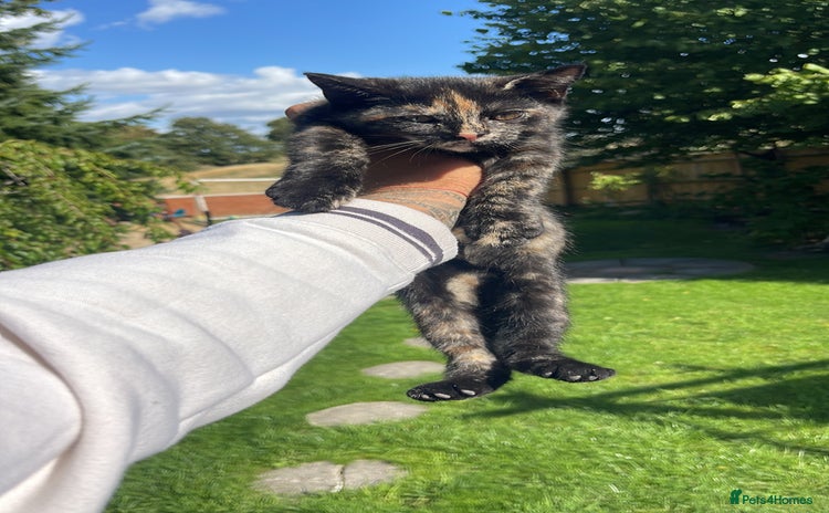 British Shorthair cats - Advert 1