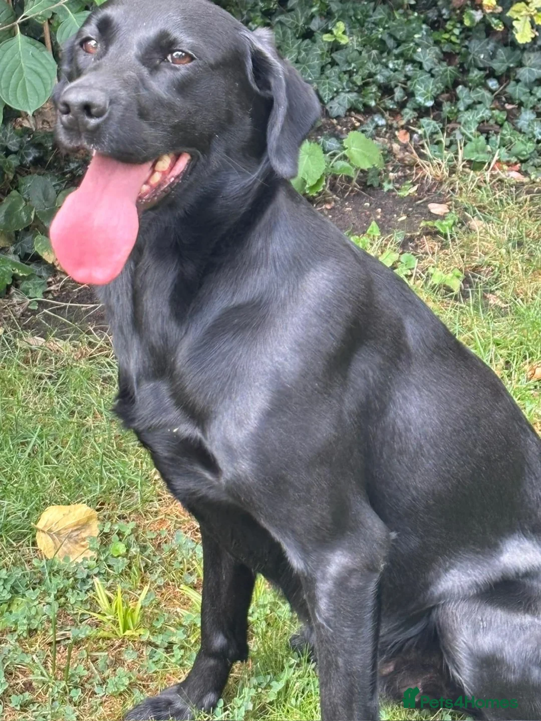 Labrador Retriever dogs for sale: Labrador puppies  - Advert 1