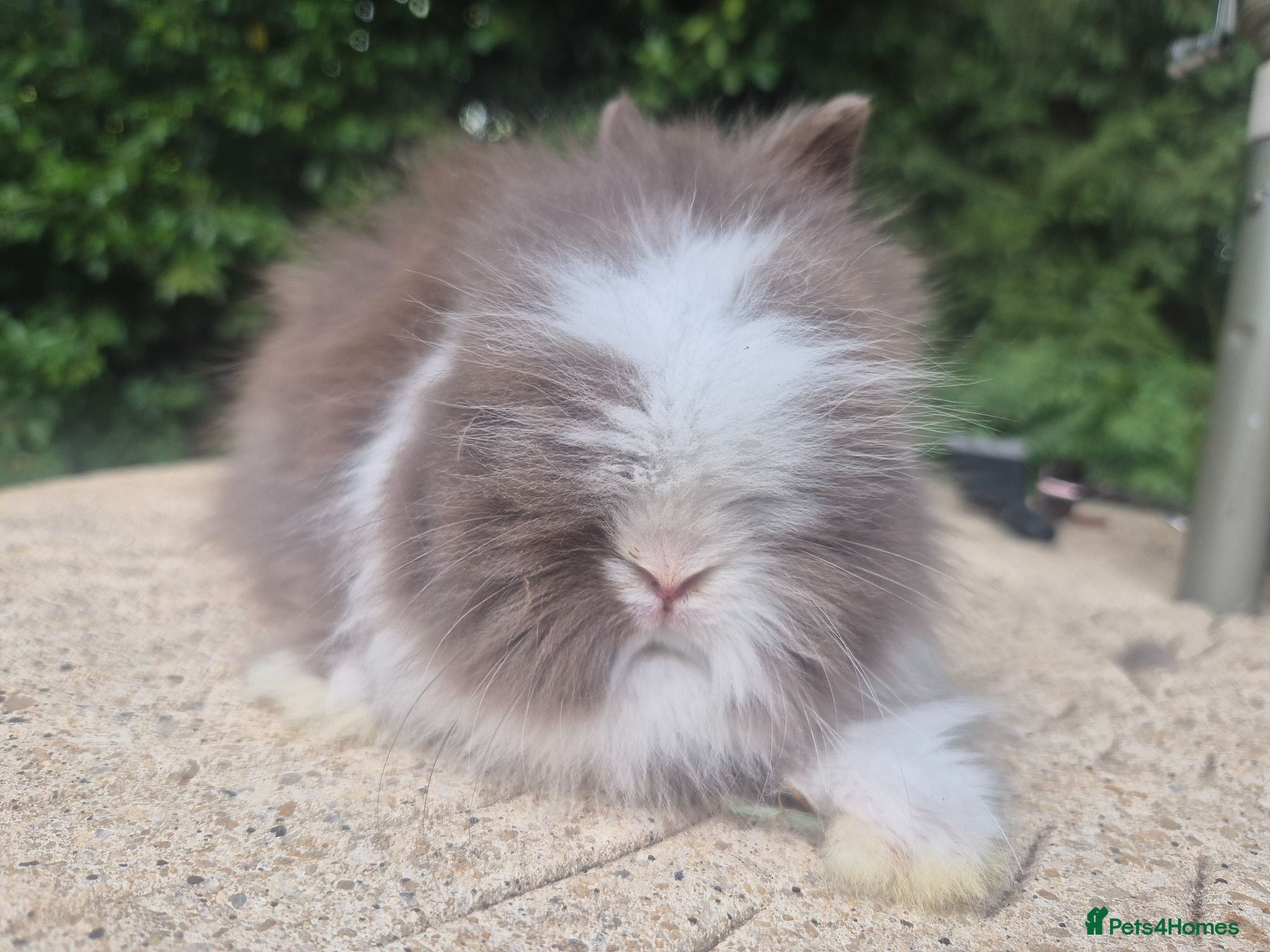 Angora rabbits ❤️STUNNING IMPORTED PARENTS- TEDDYDWERG BABIES❤️ - Advert 2