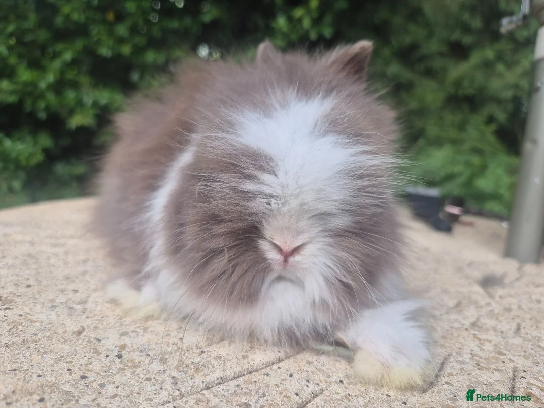 Angora rabbits for sale: ❤️STUNNING IMPORTED PARENTS- TEDDYDWERG BABIES❤️ - Advert 2
