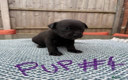 Mixed Breed dogs for sale: Staffordshire bull terrier cross whippets - Image 9