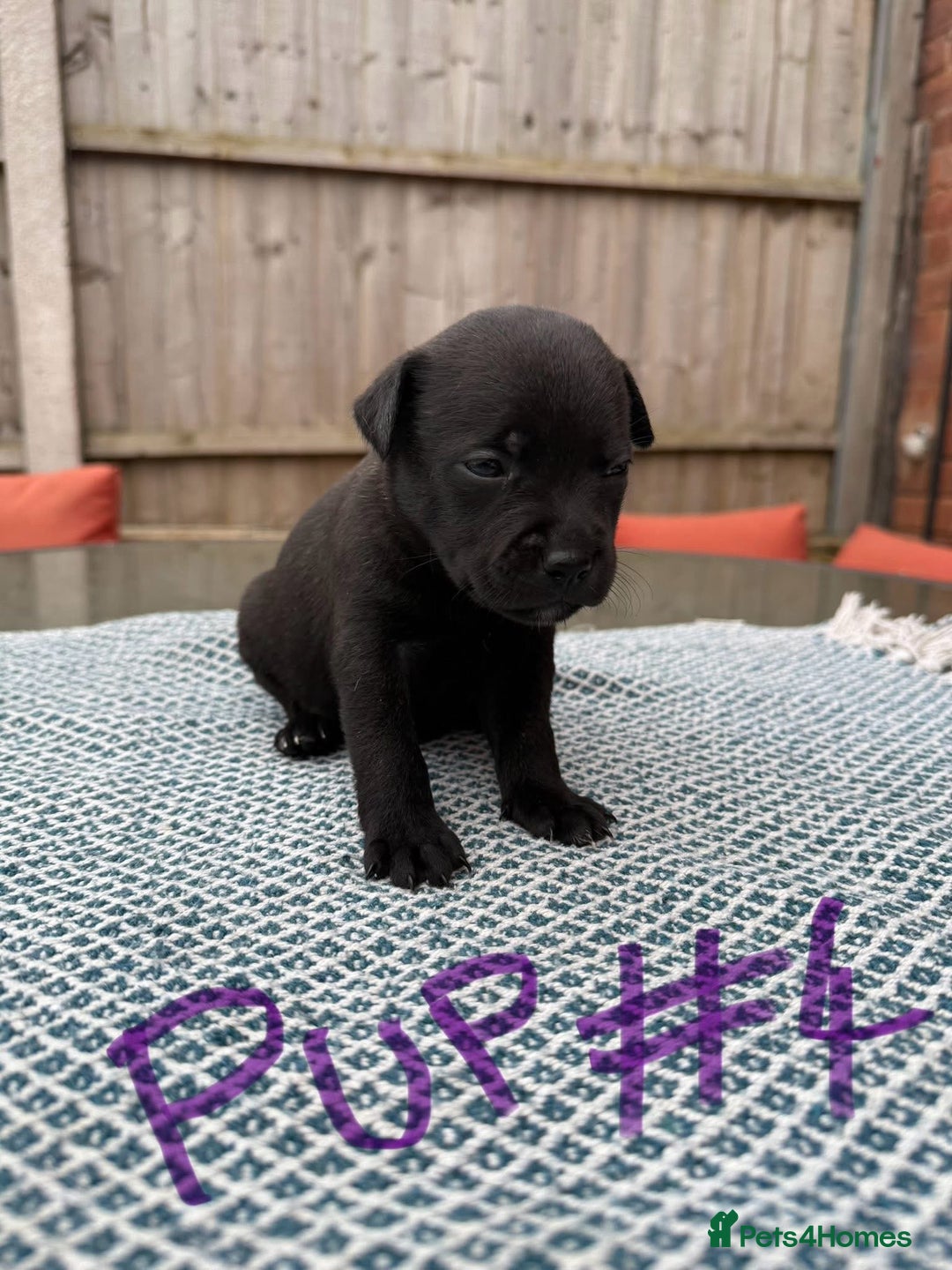 Mixed Breed dogs for sale: Staffordshire bull terrier cross whippets - Image 9