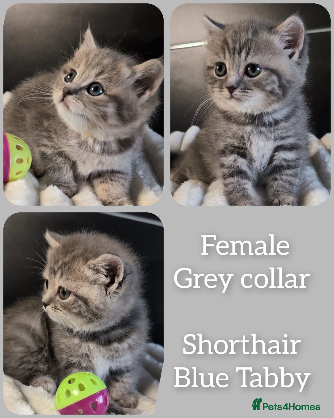 British Shorthair cats for sale: 💖💖💖BSH & BLH💫 GCCF & TICA red - Advert 12