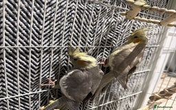 Cockatiels birds for sale: Cockatiel free  - Image 1