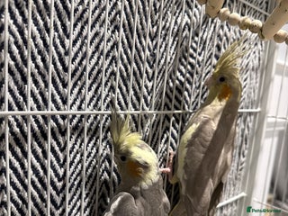 Cockatiels birds - Advert 1