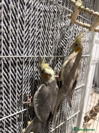 Cockatiels birds - Advert 2