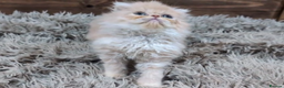 Persian cats for sale: Persian Kittens For Sale - Advert 22